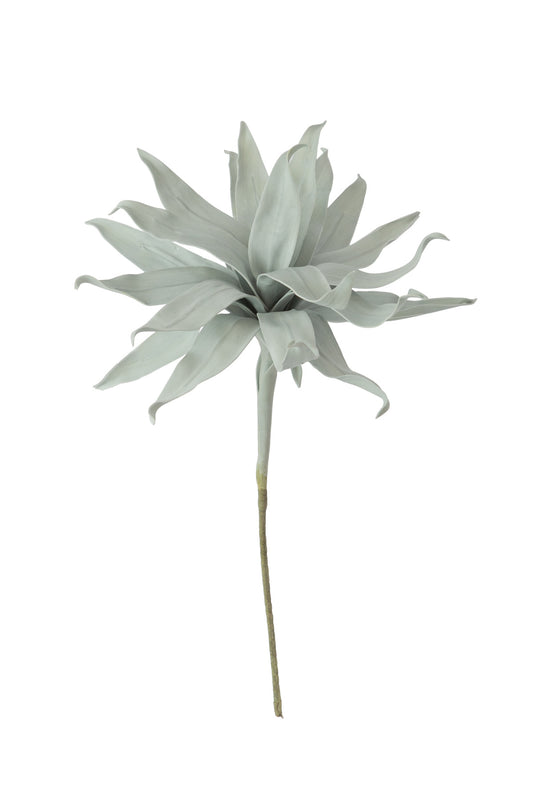 Blue-Grey Aloe Flora