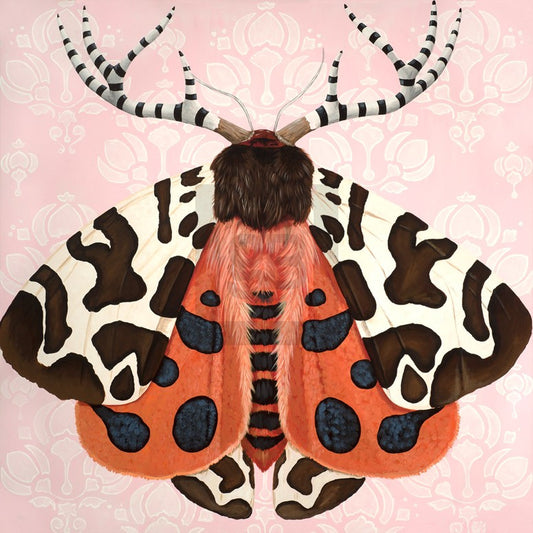 Embellished Moth