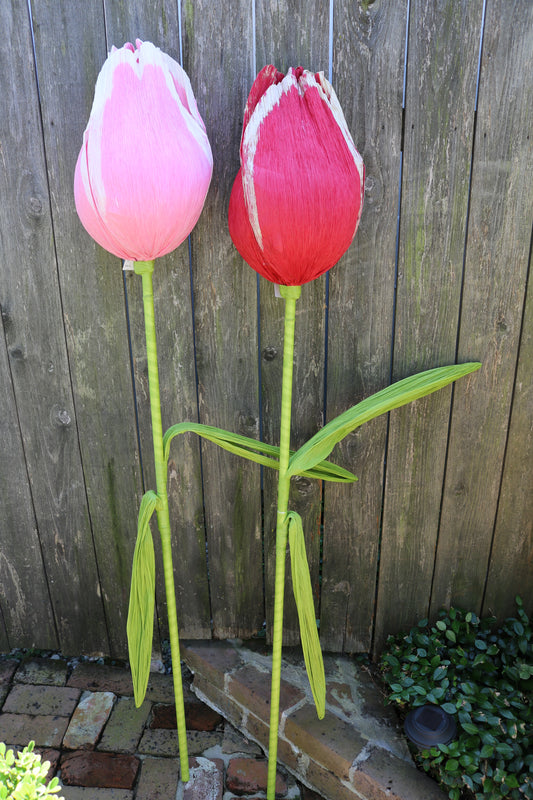 Giant Tulip